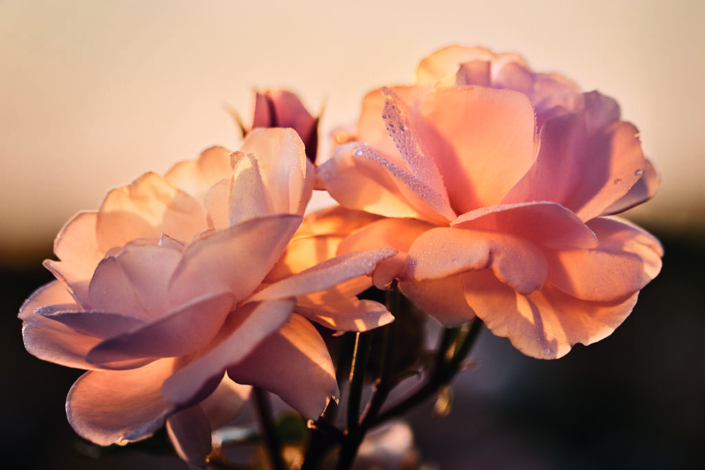 وردة Rose de Granville المستخدمة في تركيبات  Dior Prestige