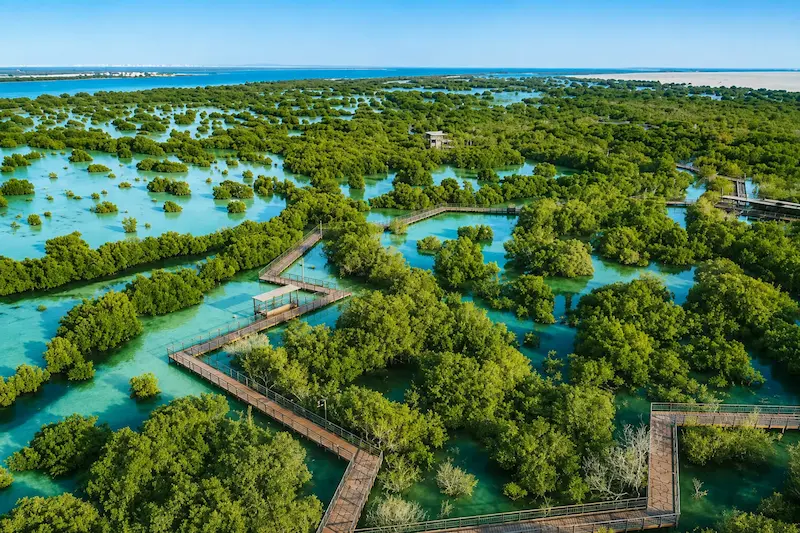 Mangrove Image 1