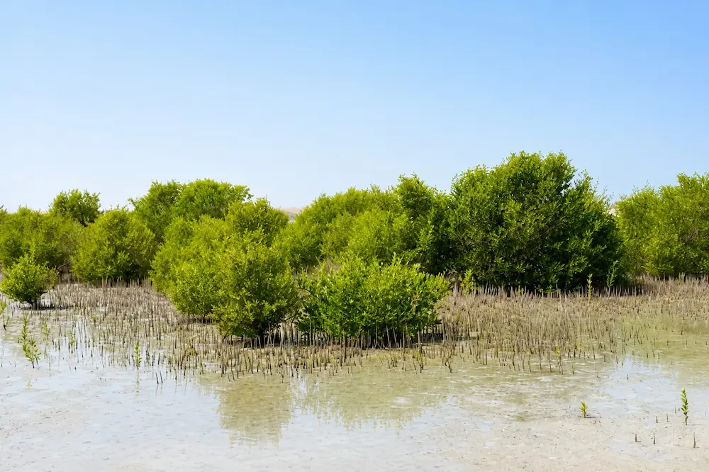 أشجار القرم والنظام البيئي الساحلي في الإمارات - مصدر الصورة: Barari Natural Resources (BNR)